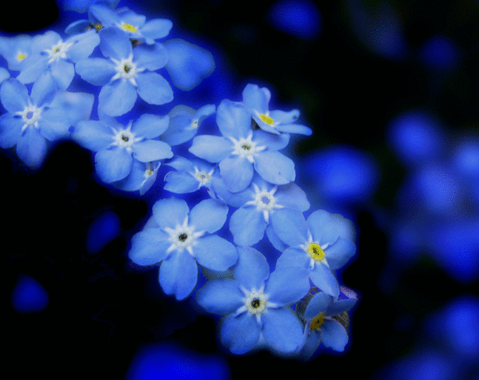 Forget-Me-Not-Flower