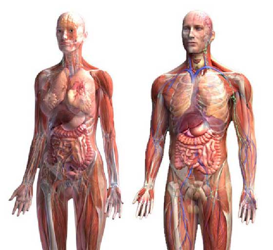 body-anatomy