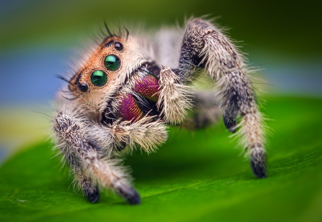 Female_Jumping_Spider-650x449