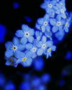 forget-me-not_fringe